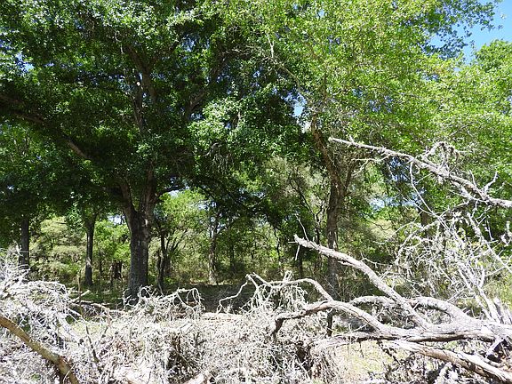 5th image of 38.39 Acres Cr #122