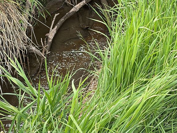 Moorse Creek 1