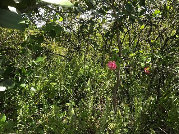 3rd image of 16th Avenue Laau Paina Lot 688