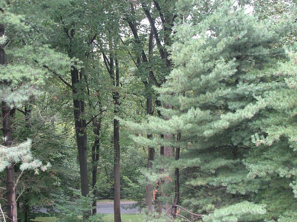 Lots of Green Space!!!