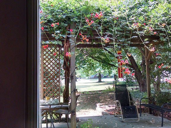 View of pergola in summer