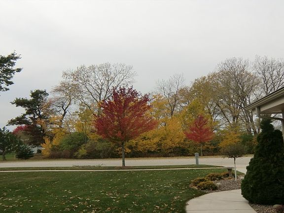 Front Yard