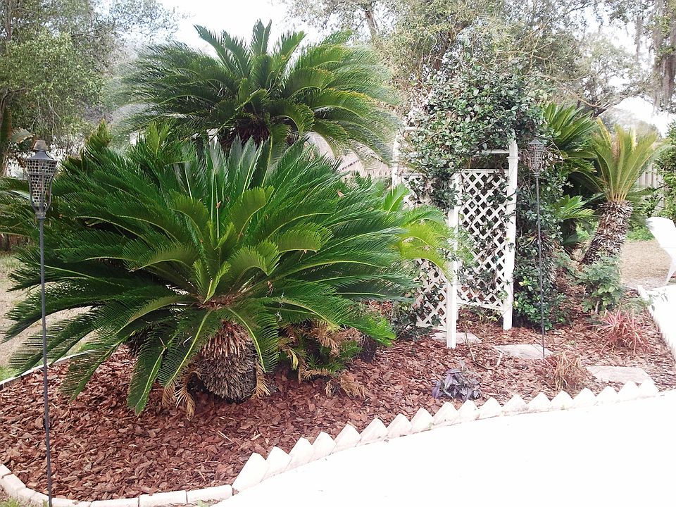 Palm Trees