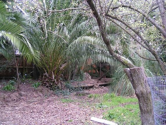Large fenced yard with palm trees