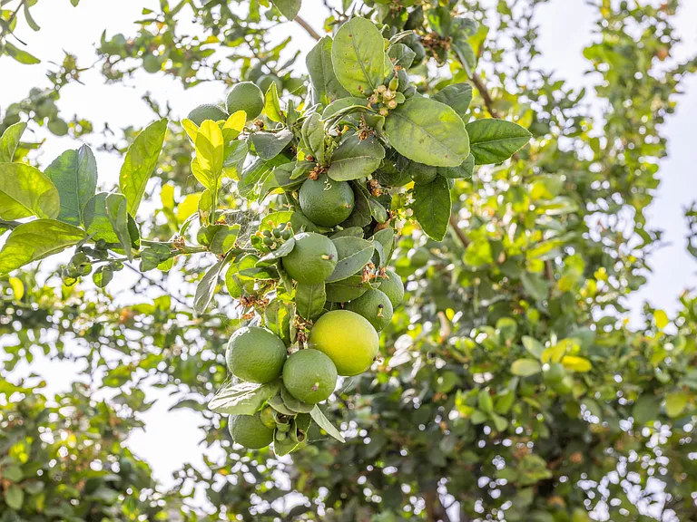 Lime Tree
