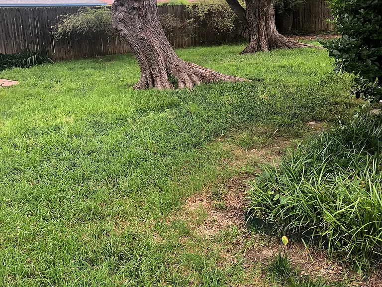 Shady Back Yard, with large covered patio