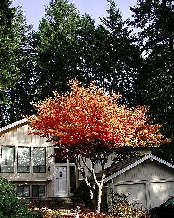 1st image of 7715 67th Ave NW