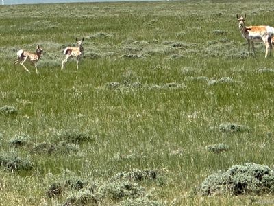 86 Cassidy River Rnch, Medicine Bow, WY, 82329