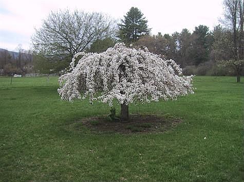 Flowering Cherry Tree
