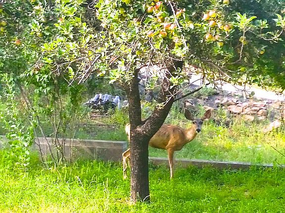Beautiful doe enjoys apples