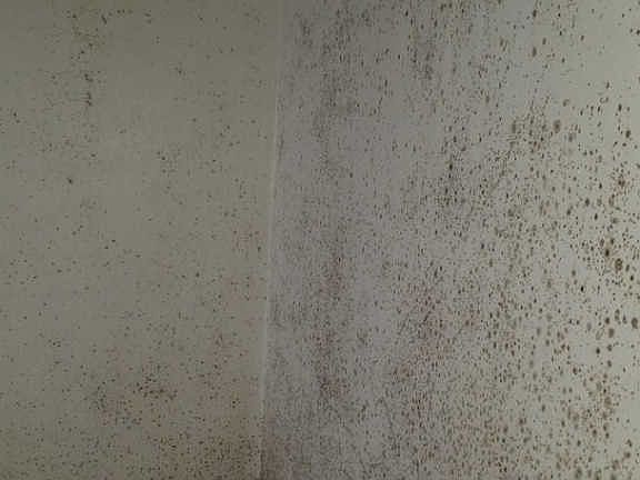 4th image of 1012 W McClure Ave