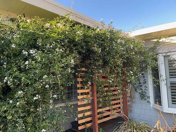 If you love the fragrance of Jasmine, you too may not want to trim this :)