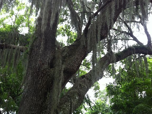 3rd image of 37 Florida Park Dr