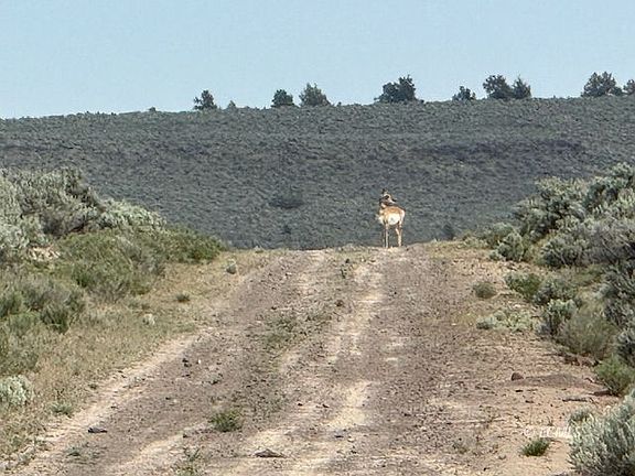 3rd image of Off Lost Forest Rd