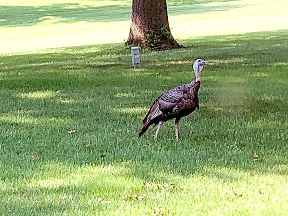 Wildlife in common ground