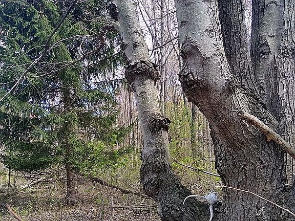 Looking into Driveway and be