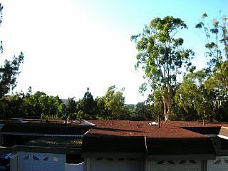 View of trees from front balcony.