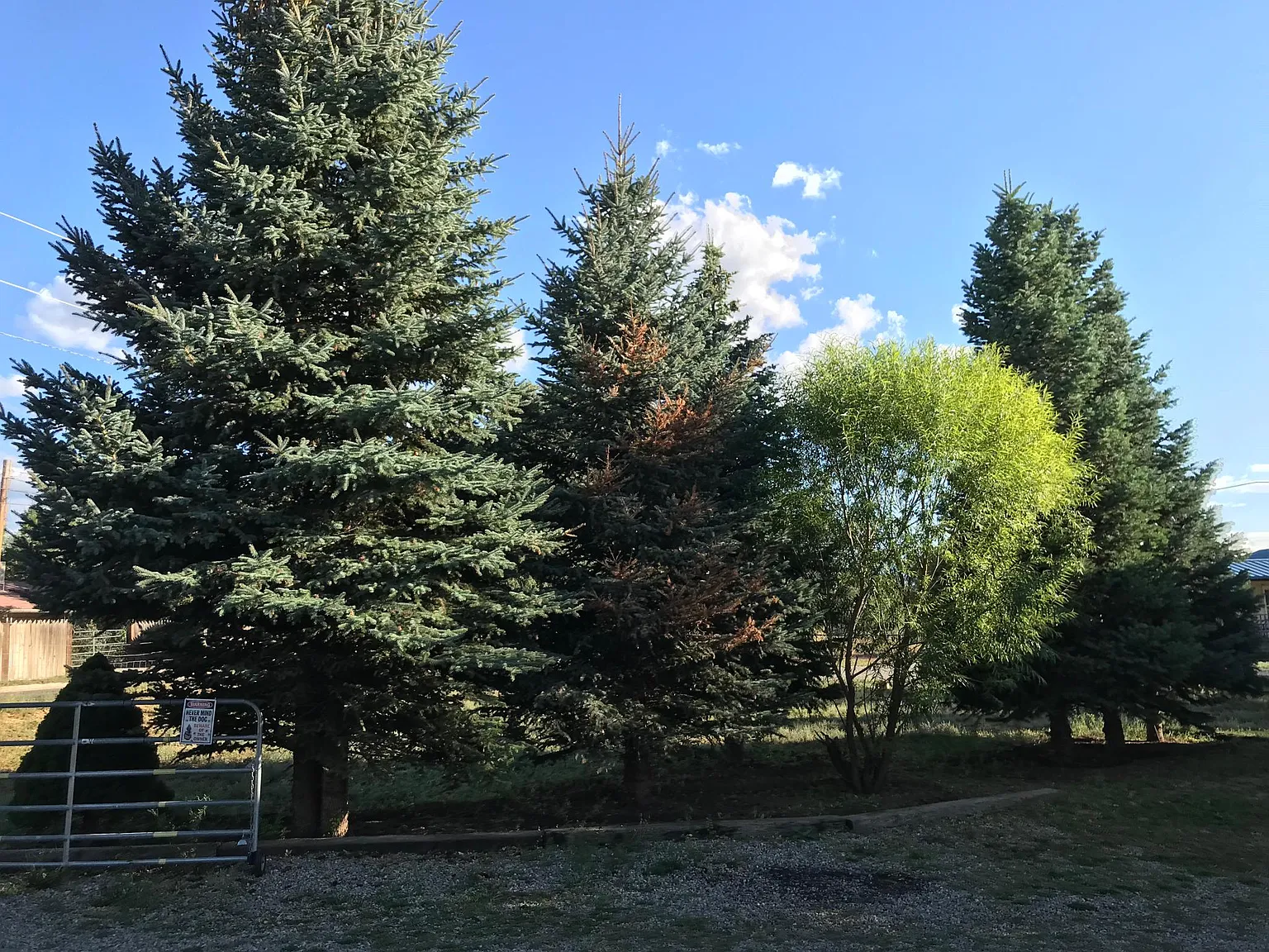 3 bed, 1345 sqft, $2,000 — Photo 3