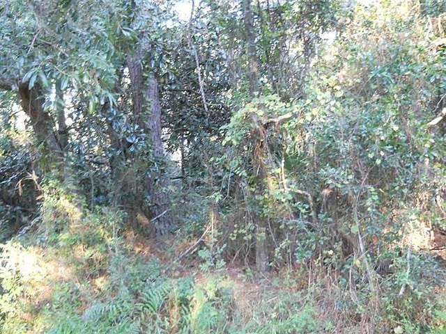 2nd image of Xx Chipola St