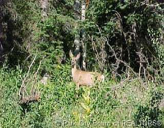 1st image of 88 W Elk Rd #88