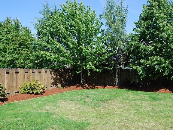 Back Yard 1