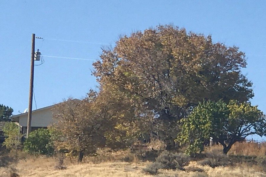 2nd image of 1035 Purple Sage Ln