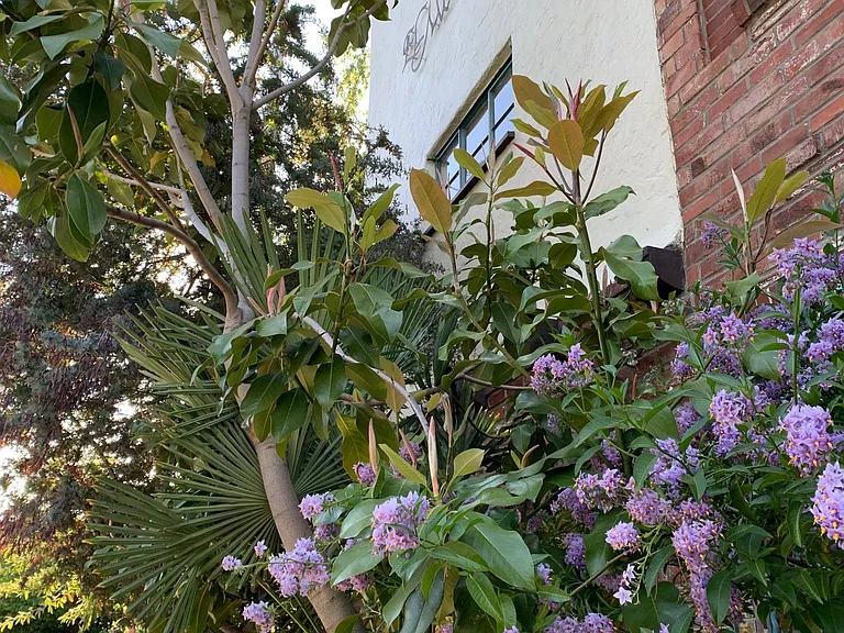 Plants around the building
The landscaper/gardener is amazing and is around a lot planting new things!