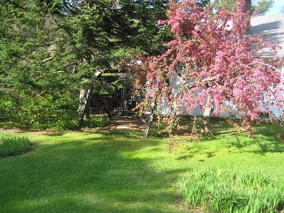 Flowering crabapple in rear