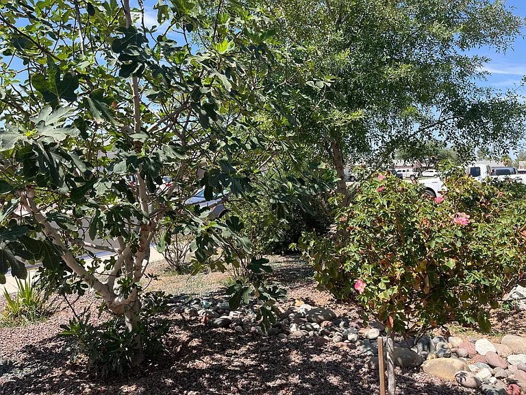 1346 E Cactus Bloom Way — Photo 2