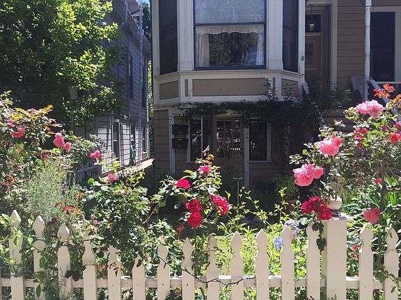 Roses on the front fence