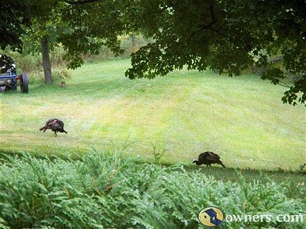view south from deck turkeys eating