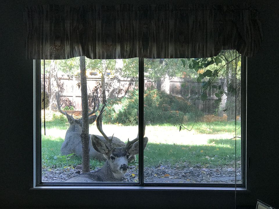 Two bucks lounging out back!