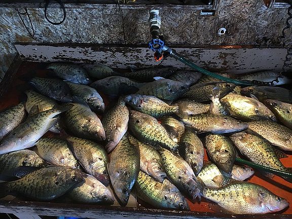 Crappie Fishing - Amazing!