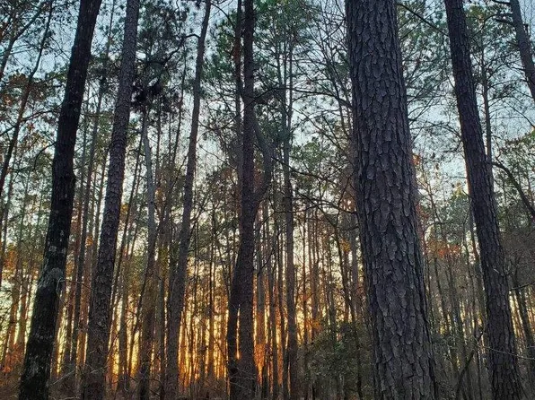 0 Mark Wood Rd, Dexter, GA 31019