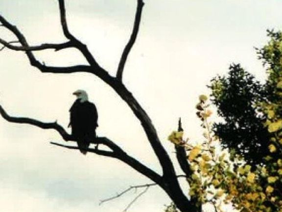 I94/Hwy 65 Roberts, Wisconsin: Ranchette Sites Coming! Bald Eagle Overlooking Pond