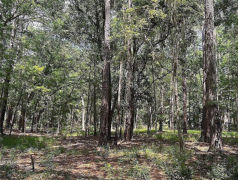 Wooded Lot is a Blank Canvas