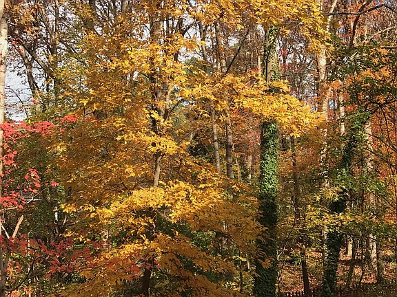 View from the backyard