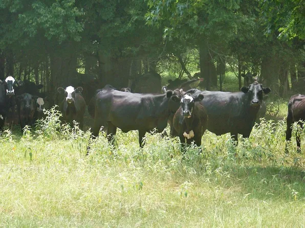 Fm 1892, Frankston, TX 75763