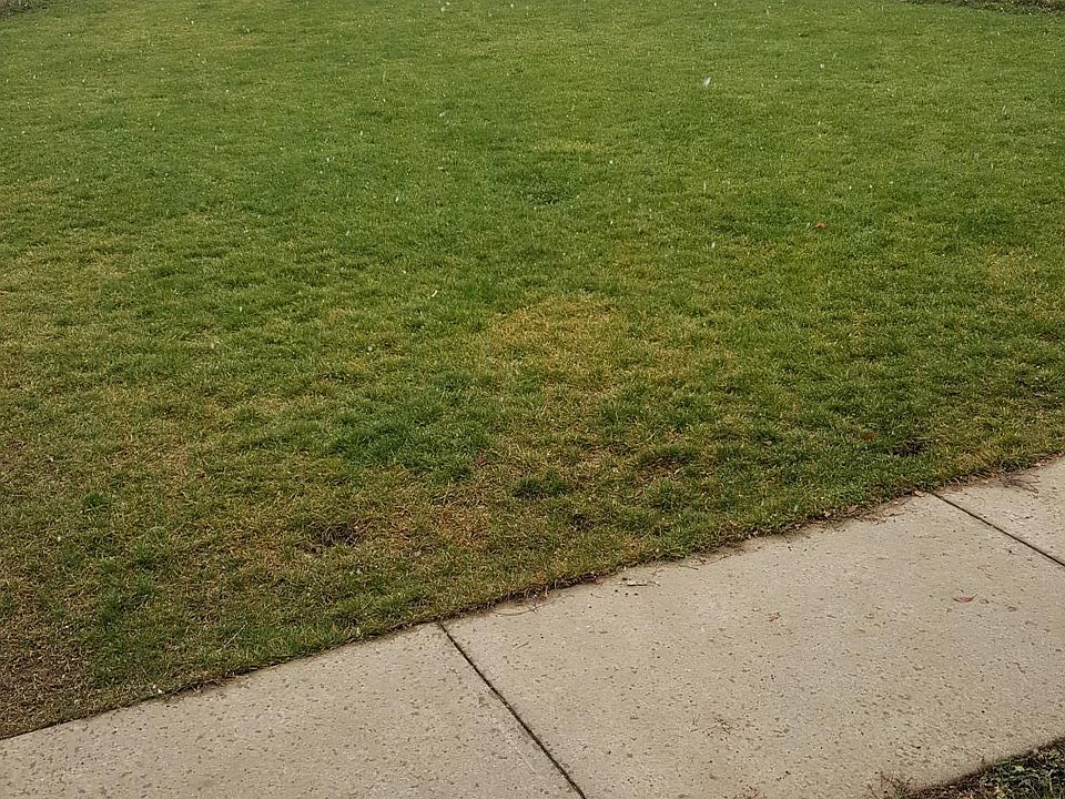 Front yard.
