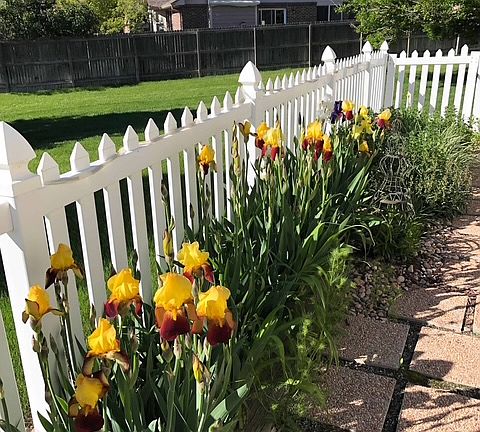 SPRING FLOWERS