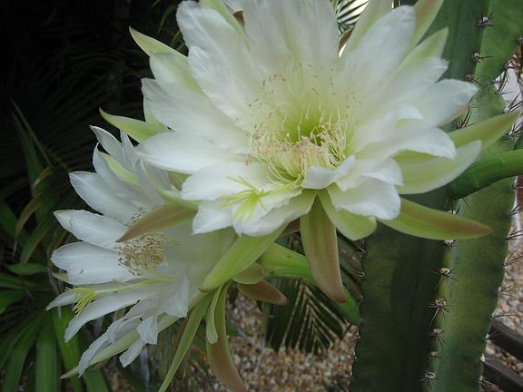 Night blooming cactus flower