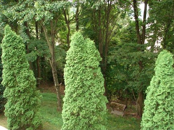 Mature Treed Landscape