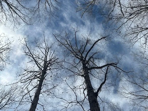 0 Ben Fly Rd, Lyles, TN 37098