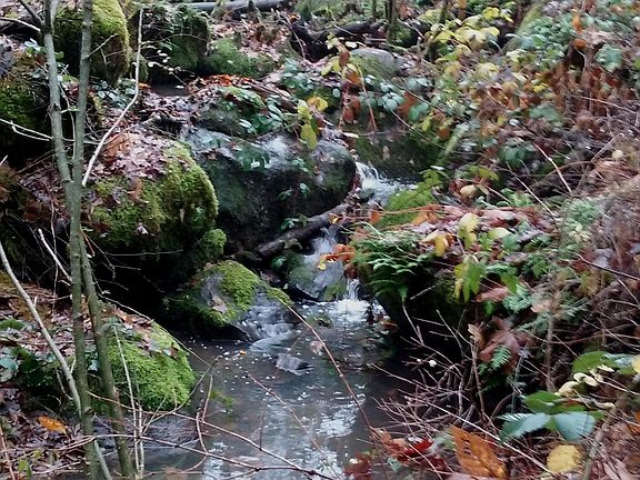 Spring Creek in the Spring
