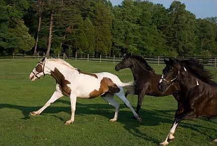 Lush pastures surround house