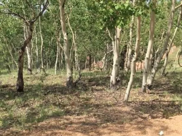 192 Dead Wood Rd, Cripple Creek, CO 80813
