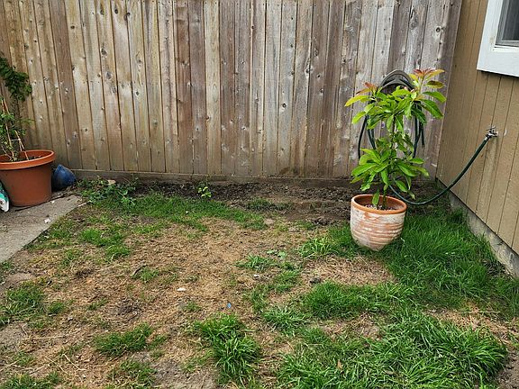 Backyard with 2 Blueberry Bushes