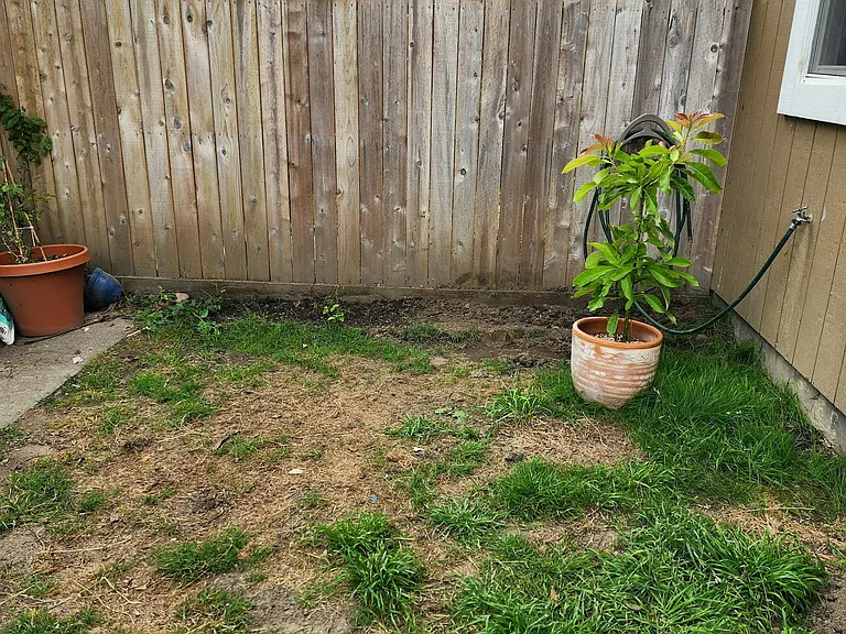 Backyard with 2 Blueberry Bushes