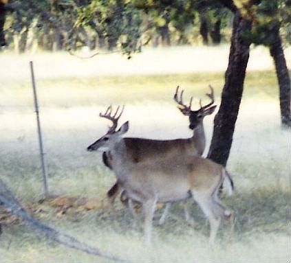 WHITETAIL DEER