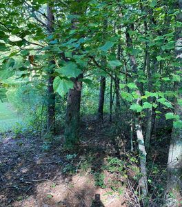 Blackberry Peachtree, Blairsville, GA, 30512